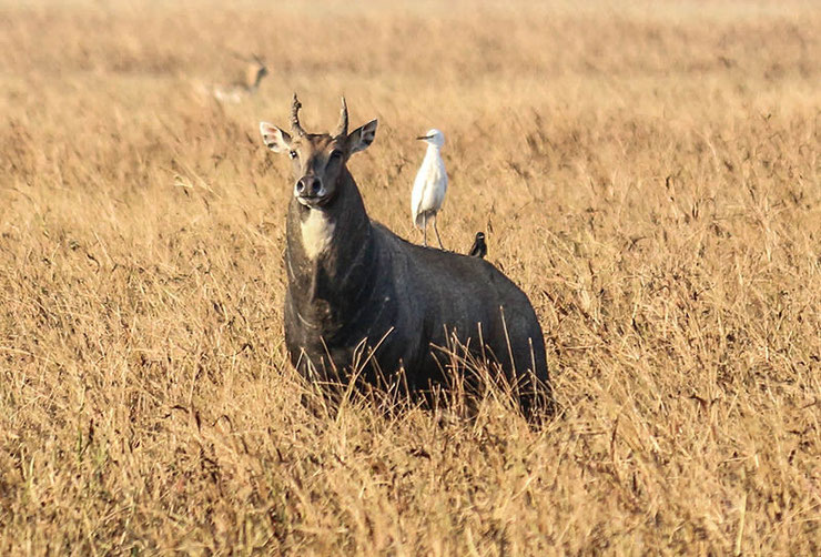 antilope nilgaut fiche liste des animaux de l'inde