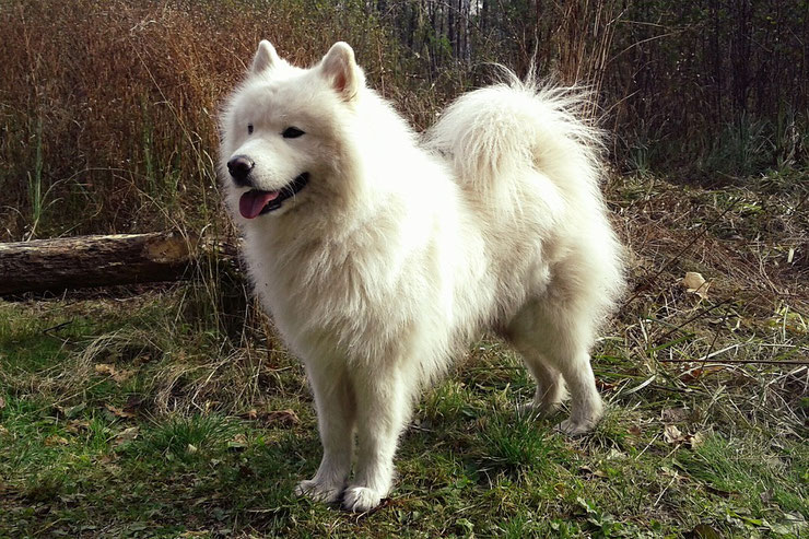 samoyede fiche chien animaux caractere comportement origine poil couleur