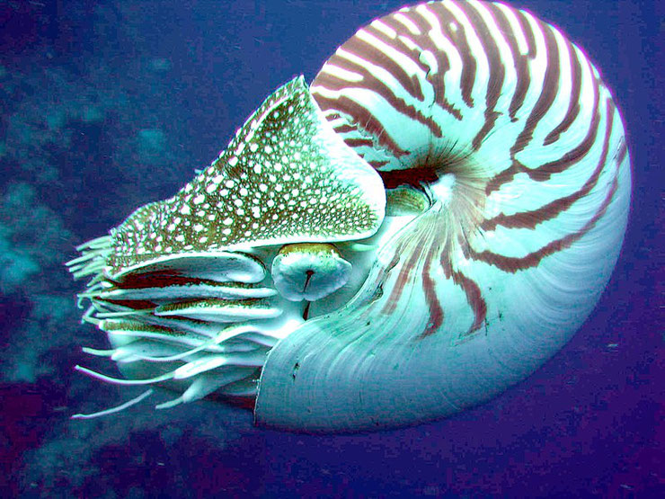 nautile nautilus fiche animaux  taille poids alimentation reproduction cephalopode mollusque coquillages animaux marins