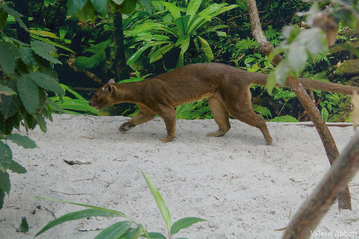 fossa fiche animaux en danger voie de disparition madagascar animal fact