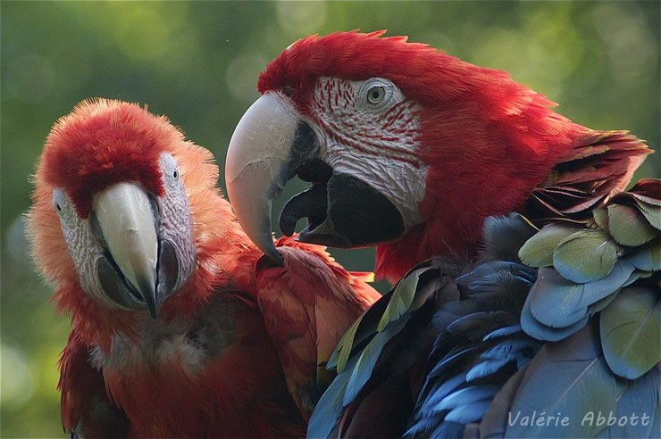 liste des animaux d'amazonie ara rouge