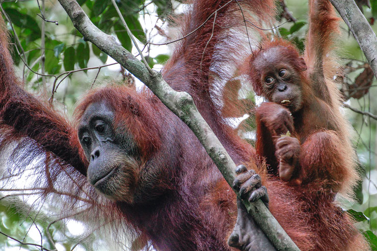 Orang outan sumatra huile de palme