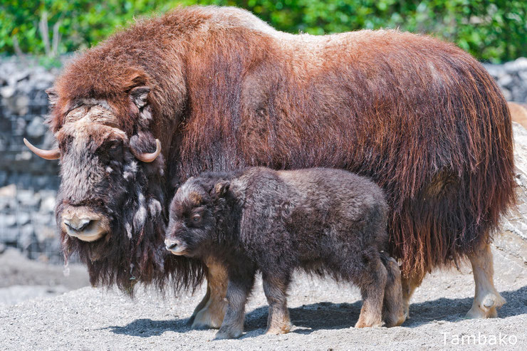 boeuf musqué musk ox comportement taille poids longevite