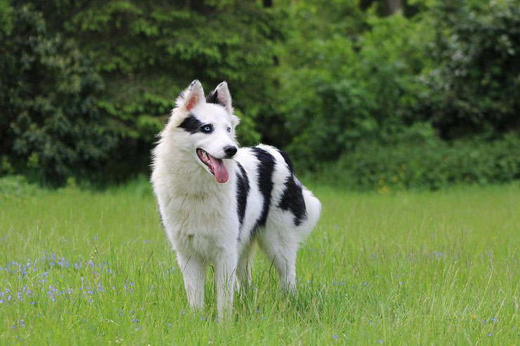 laika de yakoutie lakoutie chien de traineaux fiche animaux de compagnie comportement origine caractere