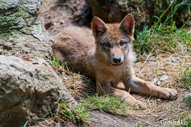 bebe loup animaux mignons cute animals baby wolf louveteau