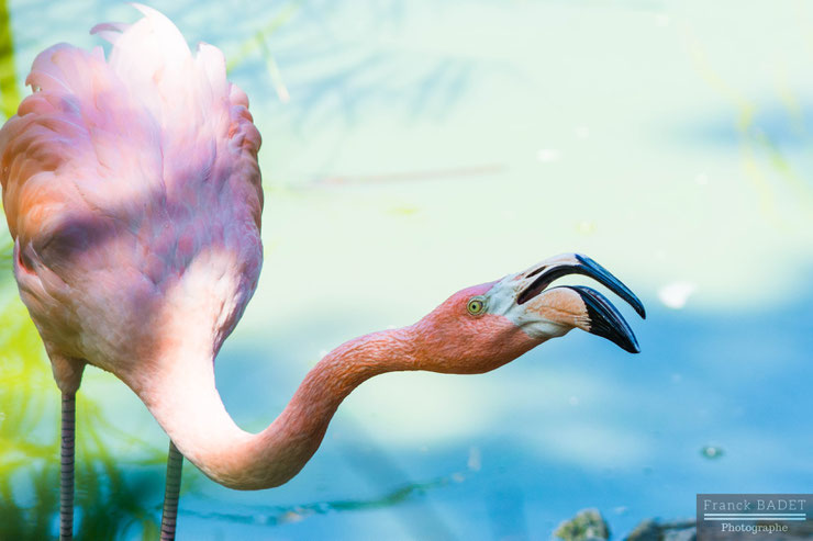 flamant rose franck badet photographe lyon tarare villefranche pink flamingo birds