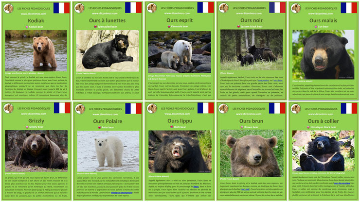 les ours du monde entier