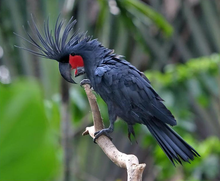 cacatoes noir fiche animaux oiseaux animal fact birds palm cockatoo 