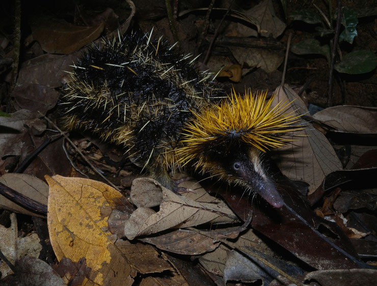 animaux a rayures tenrec zebre madagascar