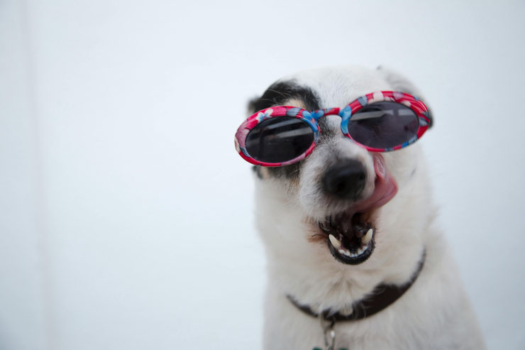 Qu'est-ce que l'assurance pour animaux de compagnie et pourquoi est-elle importante ?