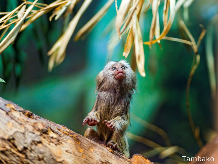 bebe ouistiti singe animaux mignons cute baby marmoset animals