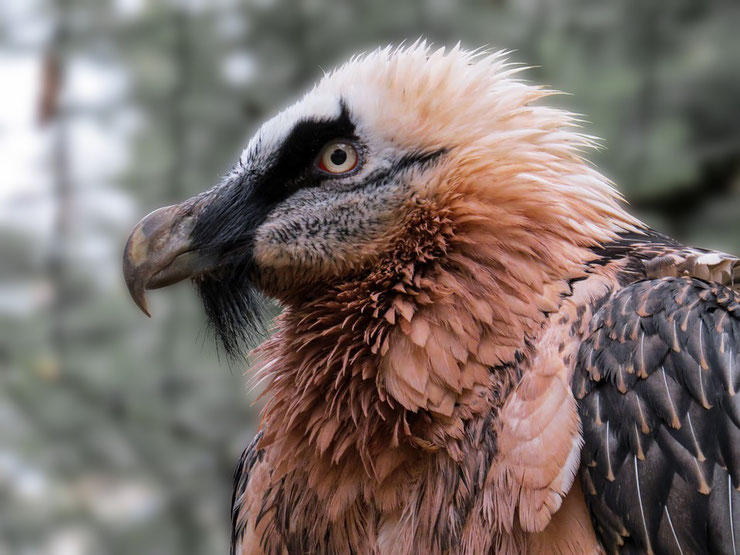 gypaete barbu fiche oiseau