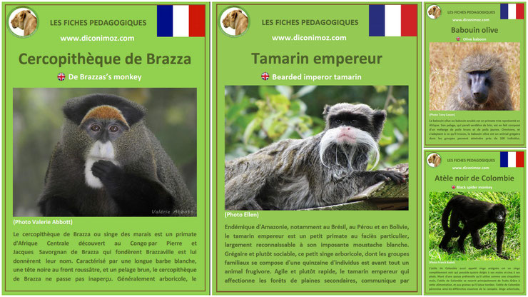 fiches animaux singe primates à telecharger et a imprimer pdf download animal fact cercopitheque de brazza tamarin empereur babouin olive anubis atele noir de colombie monkey