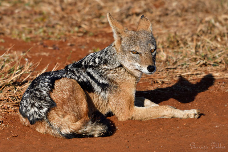 chacal à dos noir animaux d'afrique