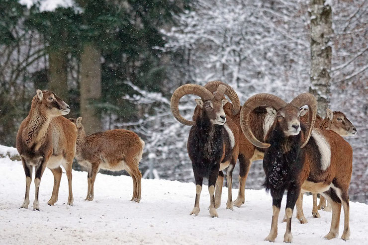 mouflon animaux dans la neige montagne francaise corse alpes