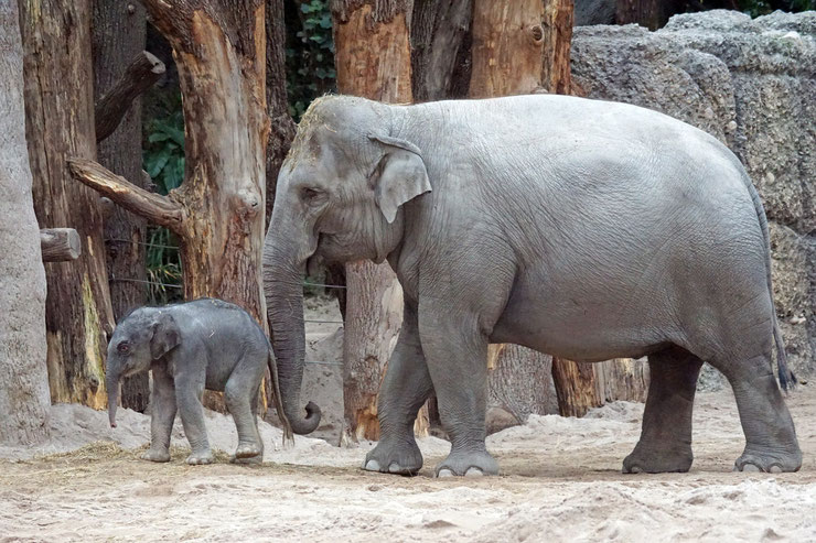 elephant d'asie fiche liste des animaux de l'inde