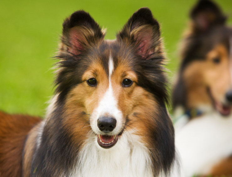 animaux celebre lassie