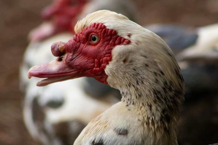 canard de Barbarie, taille, poids, comportement