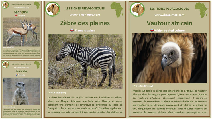 fiches animaux afrique à telecharger et a imprimer pdf download animal fact africa zebre vautour suricate springbok