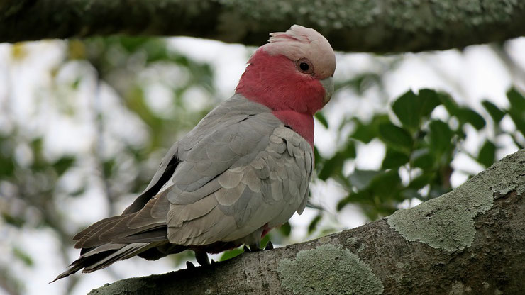 cacatoes rosalbin fiche oiseaux