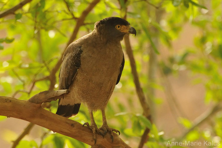 serpentaire bacha fiche liste des animaux de l'inde