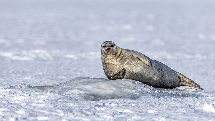 phoque dans la neige sur la banquiseanimaux marins 