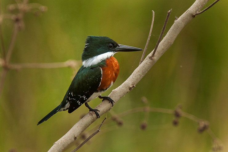 martin pecheur vert Chloroceryle americana fiche animaux taille poids alimentation reproduction habitat distribution 