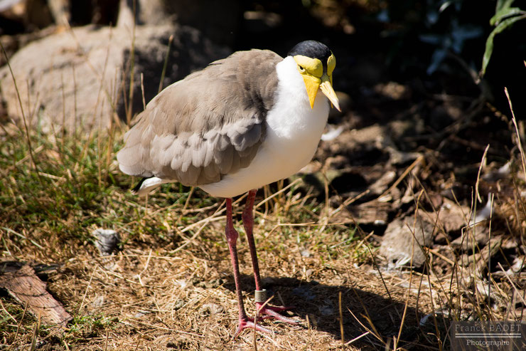 vanneau soldat oiseau bird animaux fiche identite 