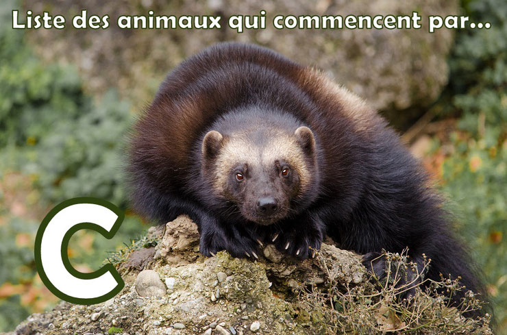 Liste des animaux commençant par la lettre "C"