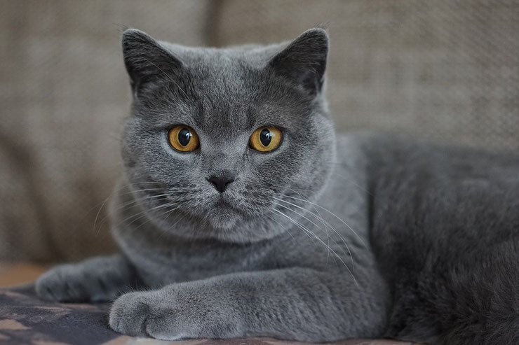 chartreux fiche chat animaux