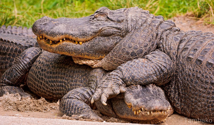 alligator amerique fiche reptile animaux