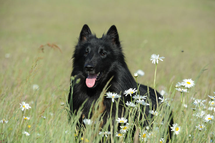 berger belge groenendael fiche animaux chien sante origine caractere