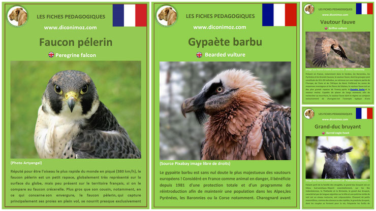 fiches animaux pedagogiques oiseaux rapaces à telecharger et a imprimer pdf download animal fact faucon pelerin gypaete barbu vautour fauve grand duc bruyant