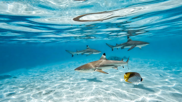 requin a pointes noires lagon blacktip reef shark facts 