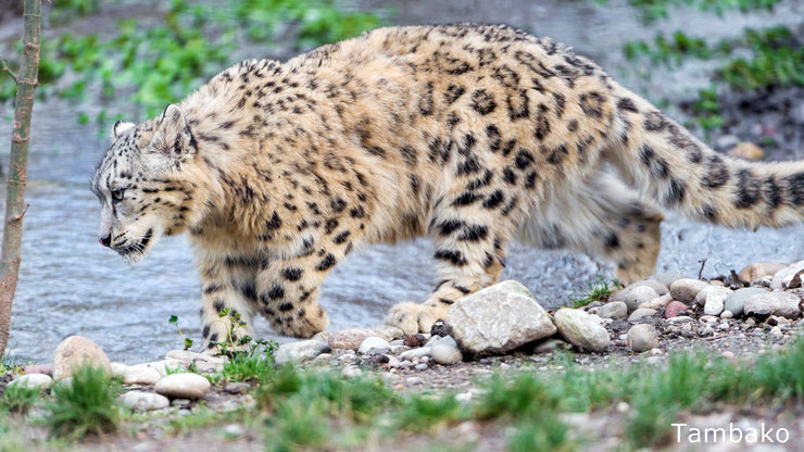 leopard des neiges le long de la rivière