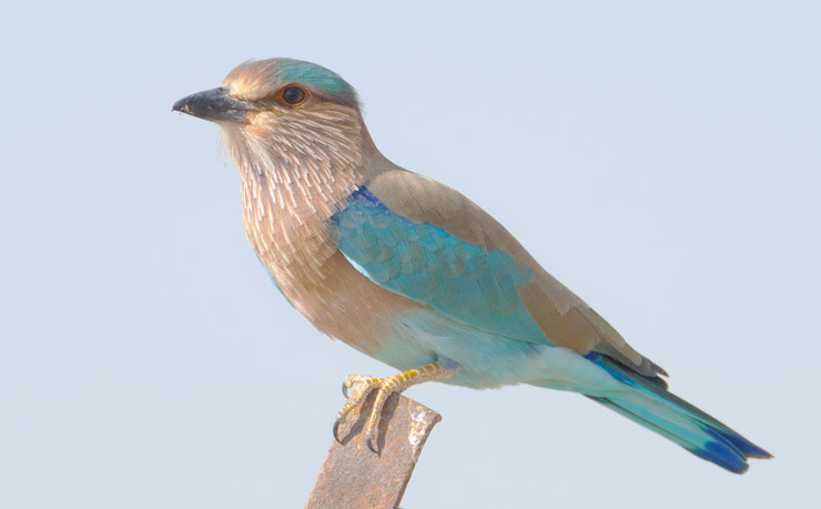 fiches animaux rollier indien indian roller fact