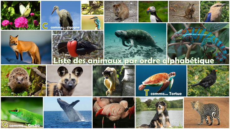 tous les animaux du monde par liste alphabétique de A à Z