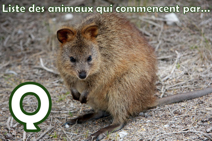 liste des animaux qui commencent par la lettre Q