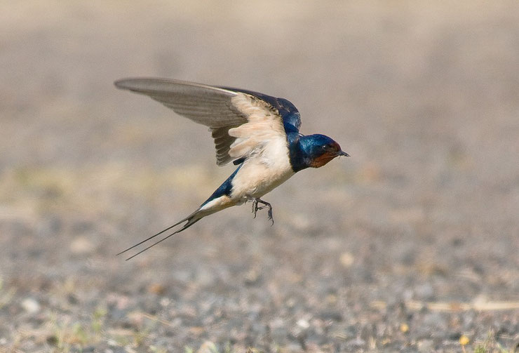 hirondelle rustique fiche oiseaux animaux