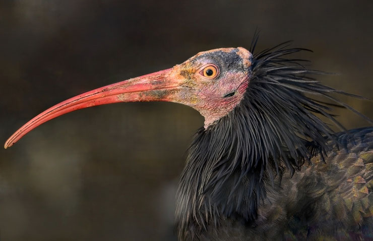 portrait ibis chauve