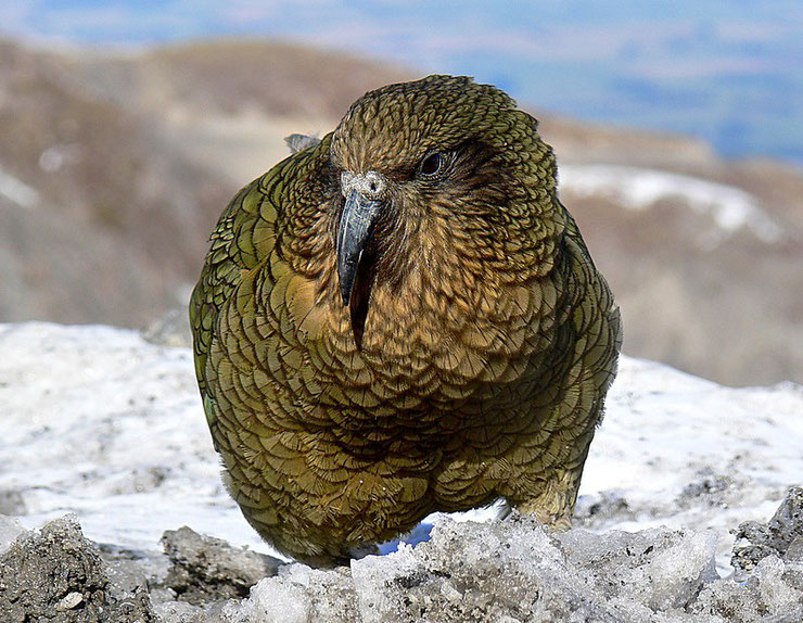 nestor kea oiseaux nouvelle zelande fiche animaux   taille poids alimentation reproduction 