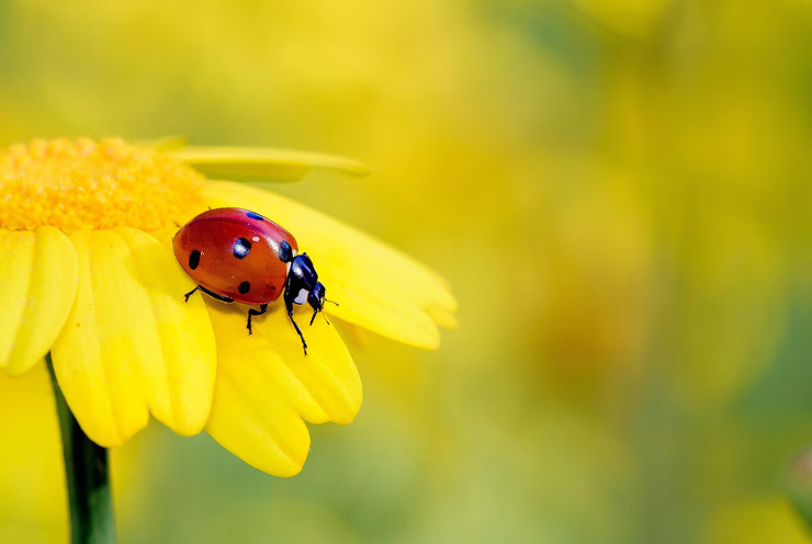 La coccinelle : un insecte porte-bonheur et une alliée précieuse dans nos jardins