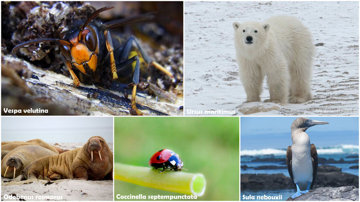 Liste des animaux par noms scientifiques de A à Z