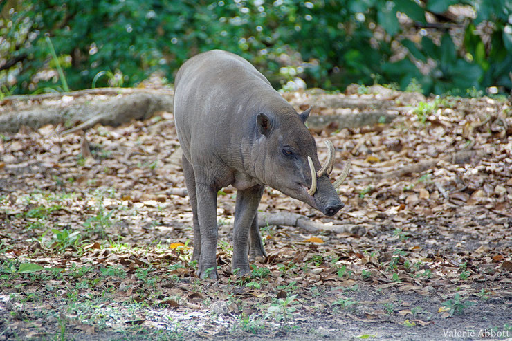 babiroussa cochon sauvage indonésie