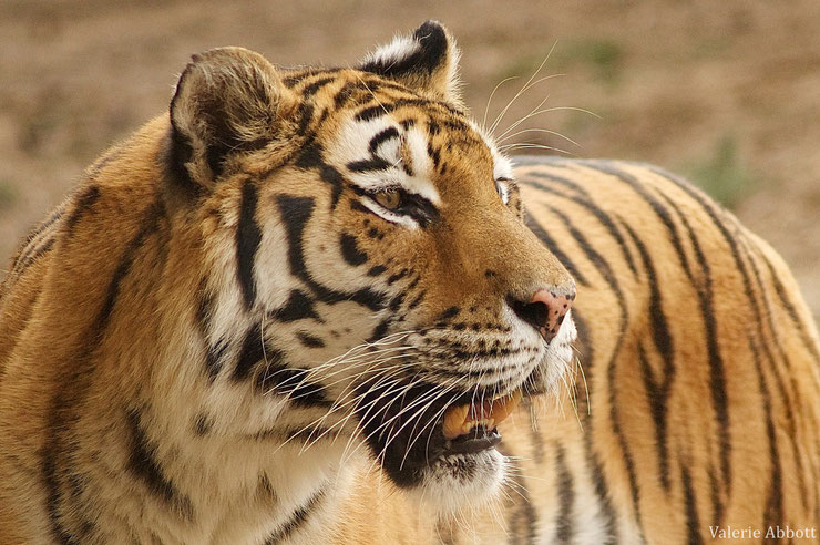 portrait tigre du bengale