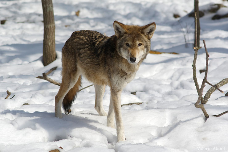 canides definition vocabulaire des animaux lexique animalier