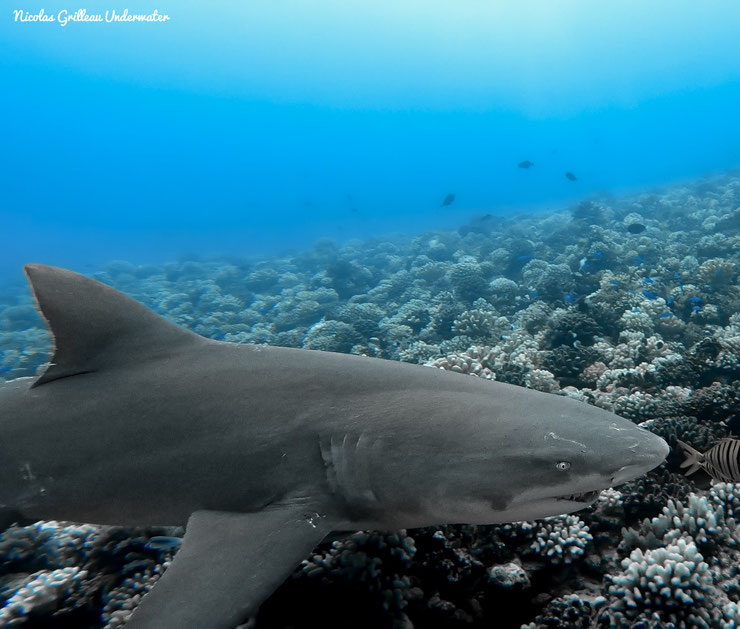 fiche pedagogique du requin citron animaux marins de polynesie ocean pacifique