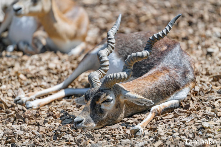 antilope cervicapre cervicapra Inde Népal