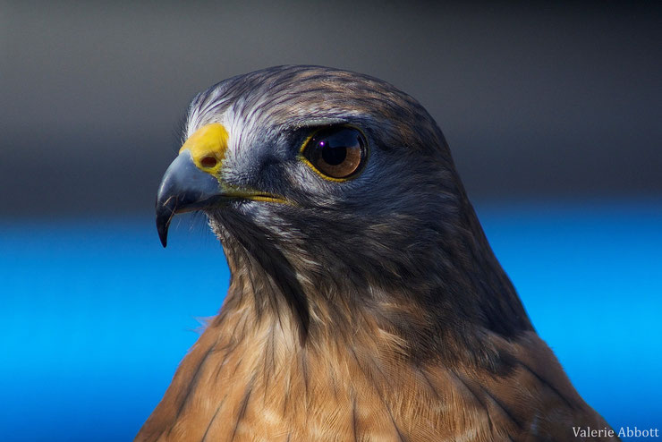 buse à épaulettes fiche animaux oiseaux animals fact bird red shouldered hawk