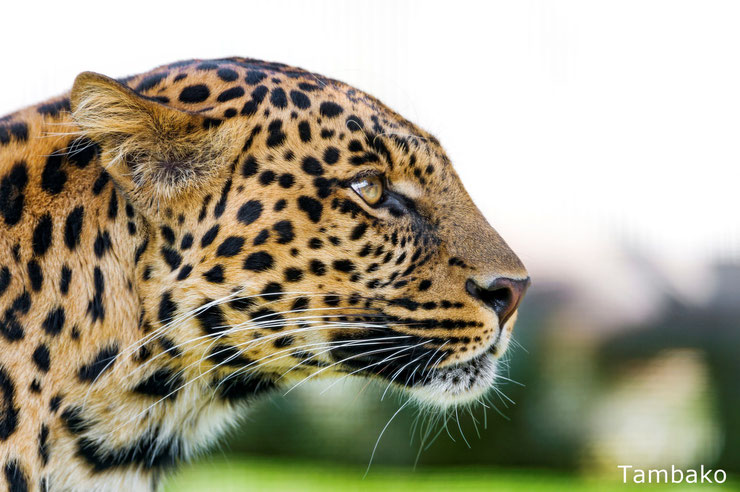 leopard d'afrique portrait